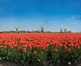 The windmills of the Zaanse Schans, field with red tulips by Rene van der Meer