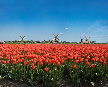 Les moulins du Zaanse Schans, champ de tulipes rouges