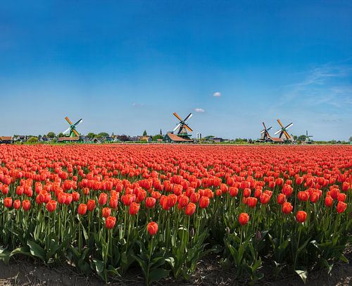The windmills of the Zaanse Schans, field with red tulips by Rene van der Meer