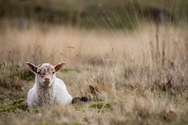 Lamm von Martzen Fotografie