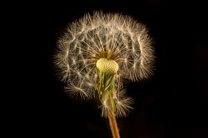 Paardenbloem