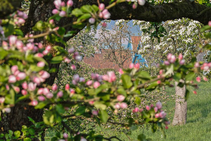 Blütenpracht in Südlimburg von Wim Roebroek