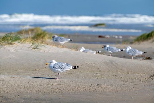 Meeuwen charadriiformes op het Noordzeestrand van het waddeneiland Terschelling in het noorden van N