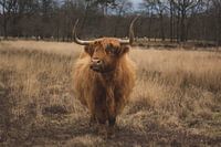 Schottischer Highlander