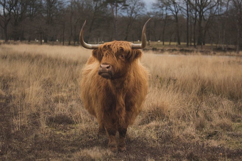 Schottischer Highlander von Mirjam Wever