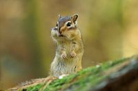 Siberian ground squirrel