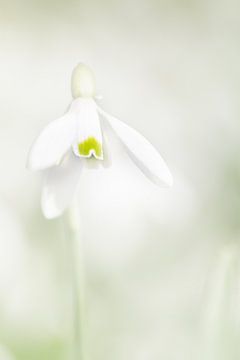 Sneeuwklokje in de Lente  sur Ingrid Van Damme fotografie