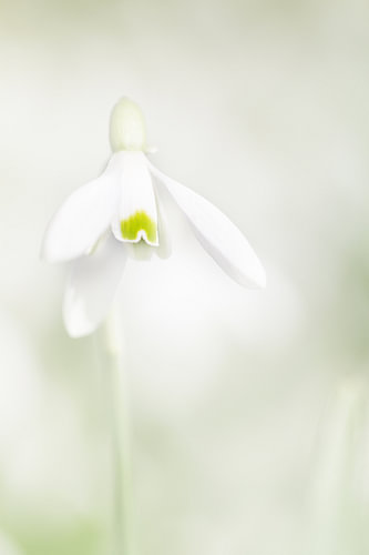 Sneeuwklokje in de Lente 