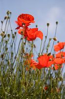 Papavers