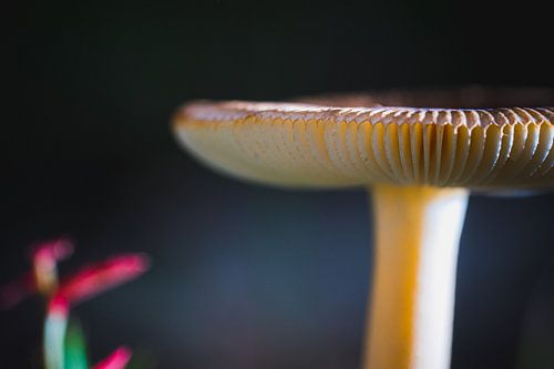 Detail of wild mushroom in the forest