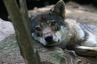 Europese wolf