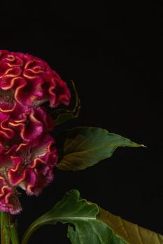 cockscomb, celosia, flower, floral photography, fine art, botanical, scarlet, shadow, dark, art photography, velvetechoes, wall decoration