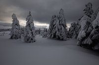 winter dream