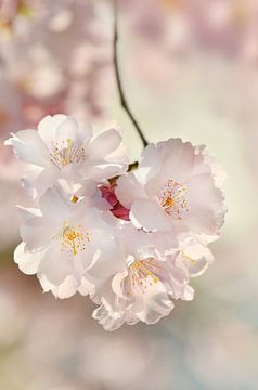 Japanse kersenbloesem van Violetta Honkisz
