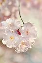 Japanische Kirschblüte von Violetta Honkisz Miniaturansicht