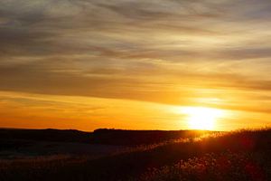 Ein Meer aus Gold und Schatten