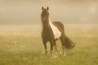 Paard in de dauw van Dennis Timmer thumbnail