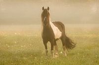 Paard in de dauw