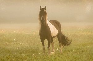 Paard in de dauw sur Dennis Timmer