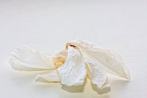 Droog orchidee blad