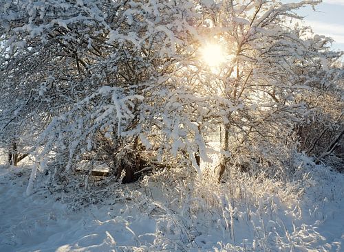 Paysage d'hiver