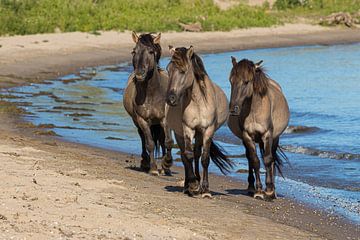 Konikpaarden op de Waaloever van Leo Kramp Fotografie