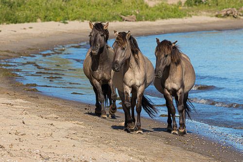 Konikpaarden op de Waaloever