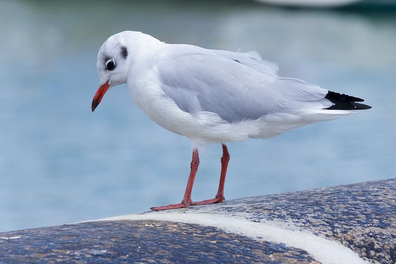 Meeuw op een muurtje von Ed de Cock