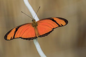 Papillon de la passiflore orange sur une branche.