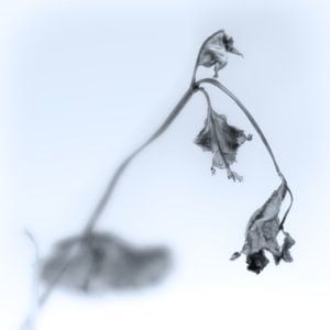 Fading Nature 15