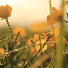 Flowers in the evening sun by Janine van Lagen