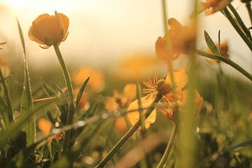 Fleurs dans le soleil du soir sur Janine van Lagen