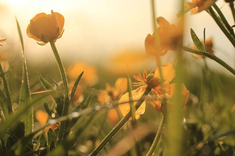 Fleurs dans le soleil du soir par Janine van Lagen