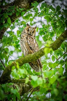 Long-eared owl