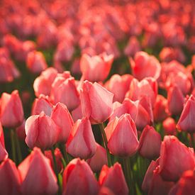 Des tulipes rouges dans la douce lumière du soir sur Schram Fotografie