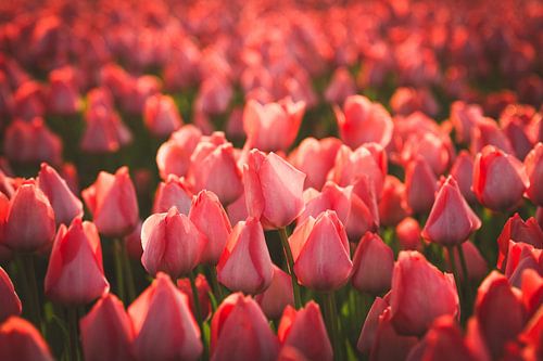 Rote Tulpen im weichen Abendlicht von Schram Fotografie