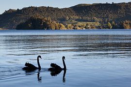 Schwarze Schwäne schwimmen bei Sonnenuntergang in einem See von Frans Rombout