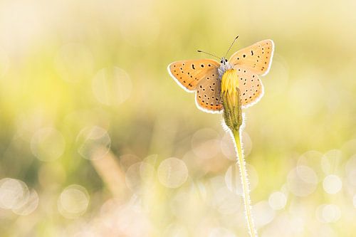 rode vuurvlinder frontaal