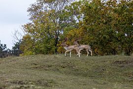Before the Battle Begins by Wendy Hilberath