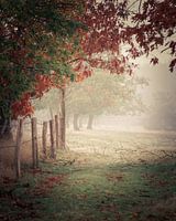Herfstmist op de Molenheide (Mill)