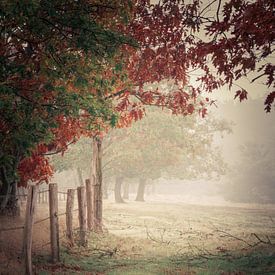 Brouillard d'automne sur la Molenheide (Moulin) sur John Trap