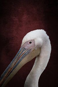 Royal Tin Pelican contre Deep Bordeaux red