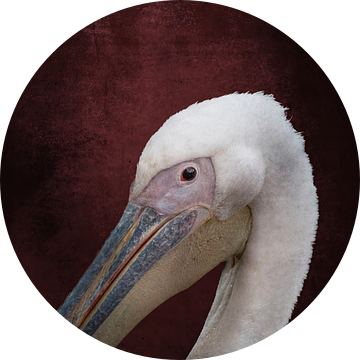 Koninglijke Blik Pelikaan tegen Diep Bordeaux rood