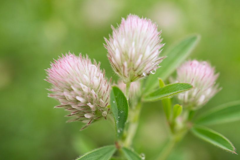 Rabbit-Foot Clover Flowers with Raindrops by Iris Holzer Richardson