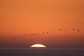 Riding the sunset home... by Ramprakash