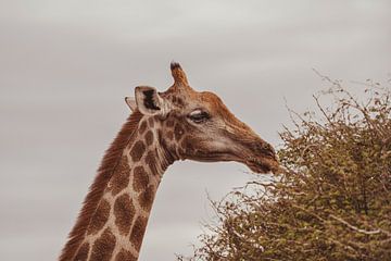 Large African Giraffe in Namibia, Africa by Patrick Groß