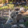 Bébé lion sur Robert Styppa