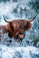 Highlander écossais dans la neige | Bruyère d'hiver