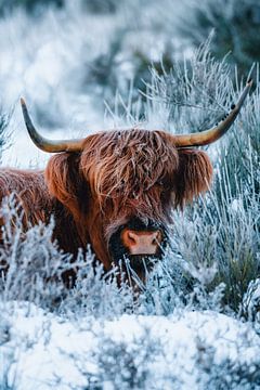 Winter Schotse Hooglander in de Sneeuw | Westerheide van Maartje Hensen