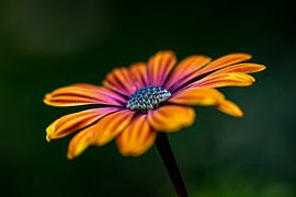 Marguerite colorée sur Francisco Dorsman